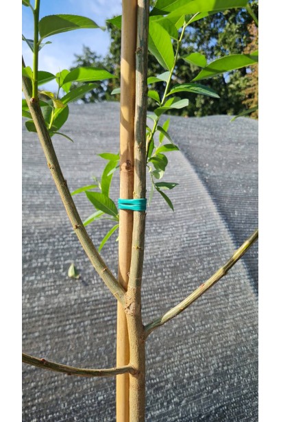 Саджанець верби лаврової з опорою